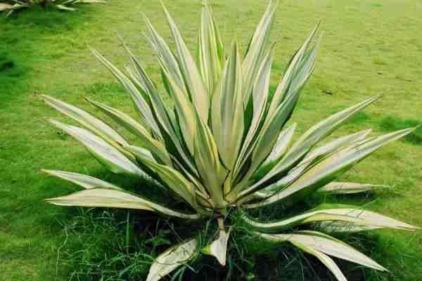 龙舌兰植物价格一般多少钱(龙舌兰多少钱一株)